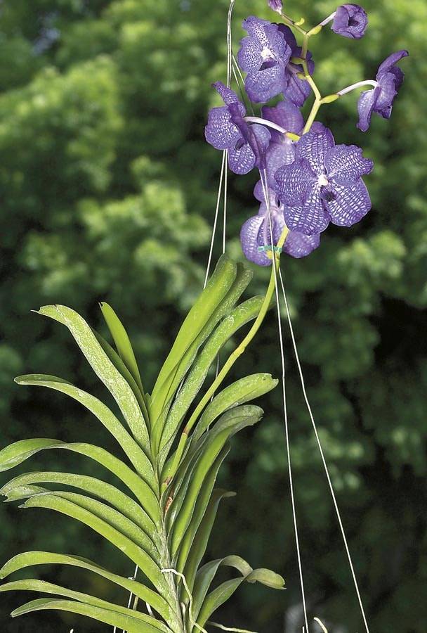 Better-Gro Mixed Color Vanda Orchid House Plant - 5 oz Package - High Light Requirements - In Store Only | 2034