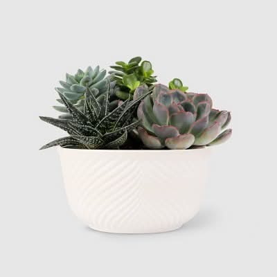 Succulent Garden Houseplant (6")