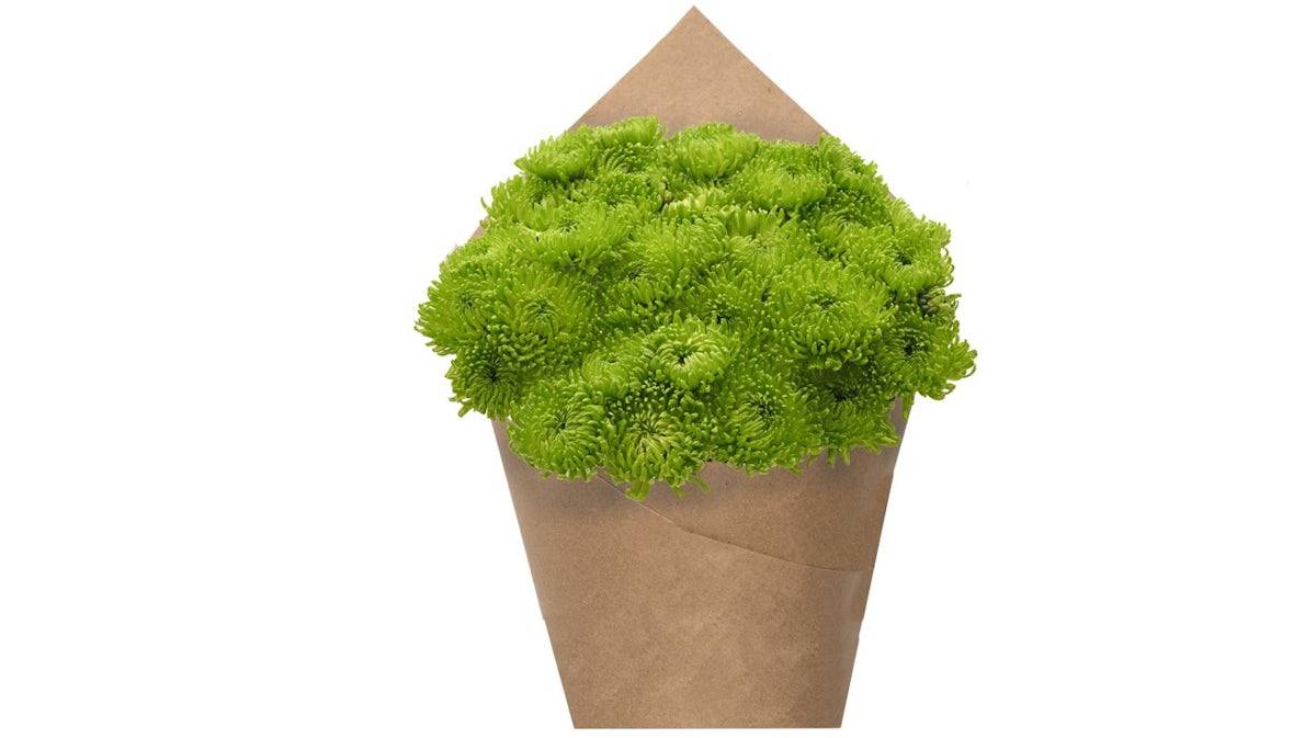 Premium Poms - Green, 6 stem