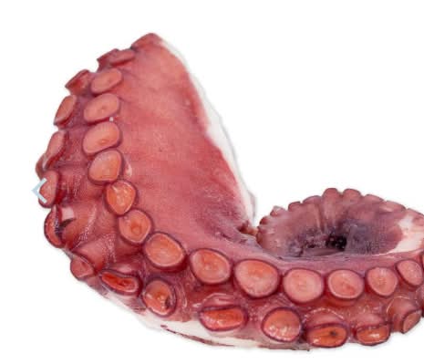 Cooked Octopus Legs 1.1 lb