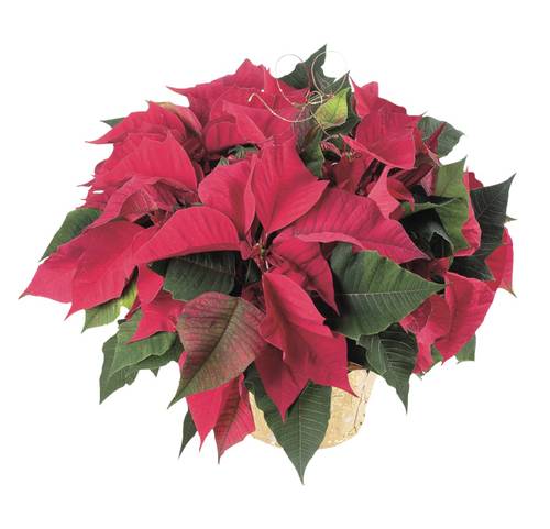 Poinsettia Potted 10 Inch 1 Ea