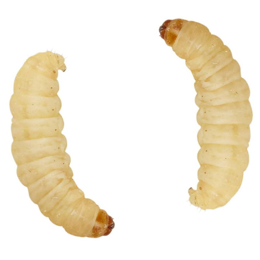 Live Waxworms (Color: Assorted, Size: 50 Count)