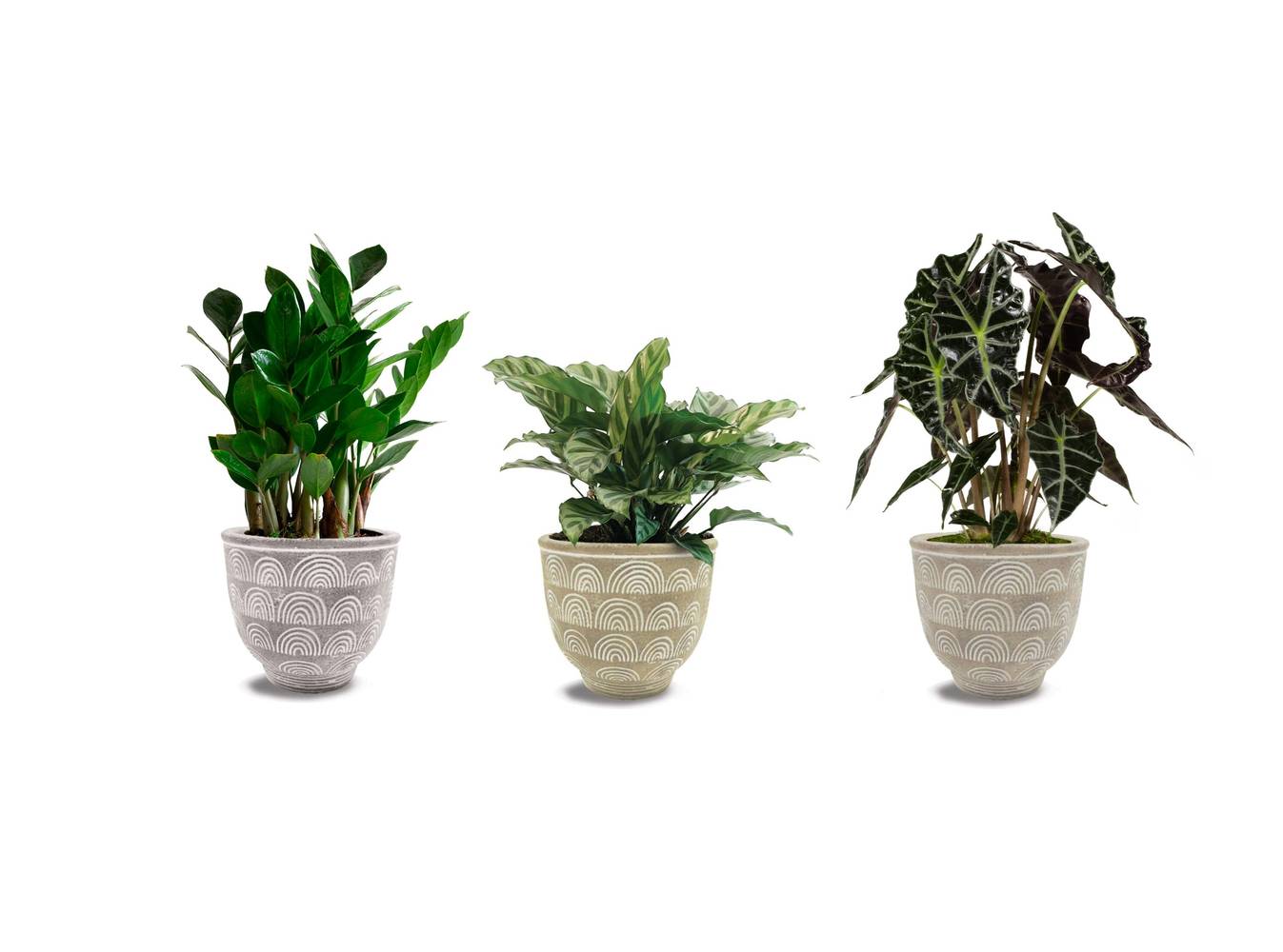 LiveTrends Petite Arc House Plant in 12-oz Pot | ASB06885