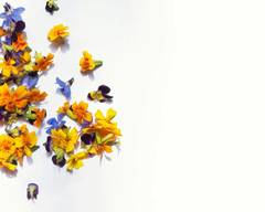 Flowers & Flowers