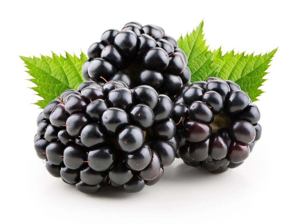 Driscoll's Organic Blackberries