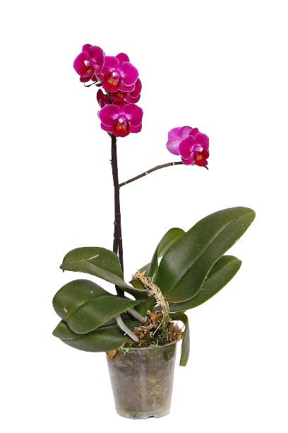 Flor de orquídea phalenaopsis mini (pote 09)