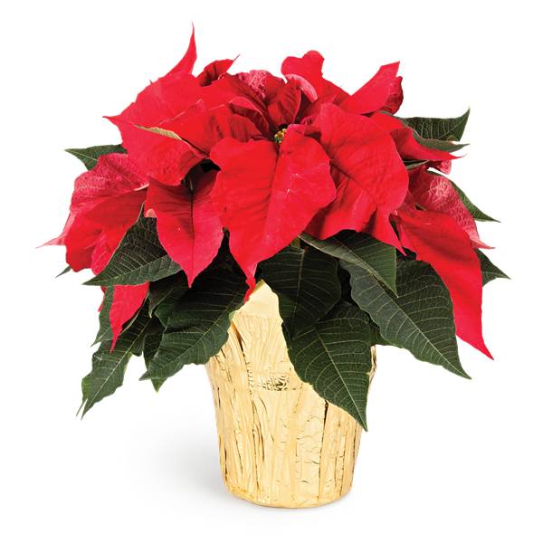 6 In. Poinsettia