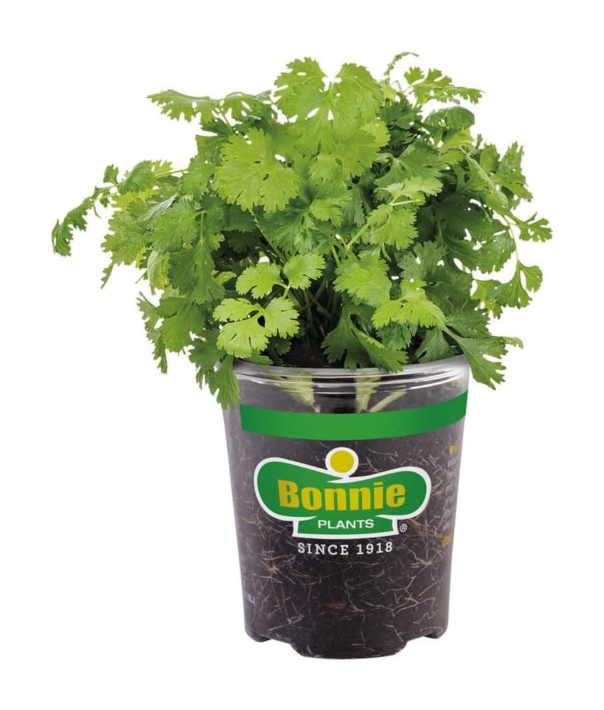 Bonnie Plants Cilantro Herb