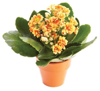 Kalanchoe Decorated - 4 Inch