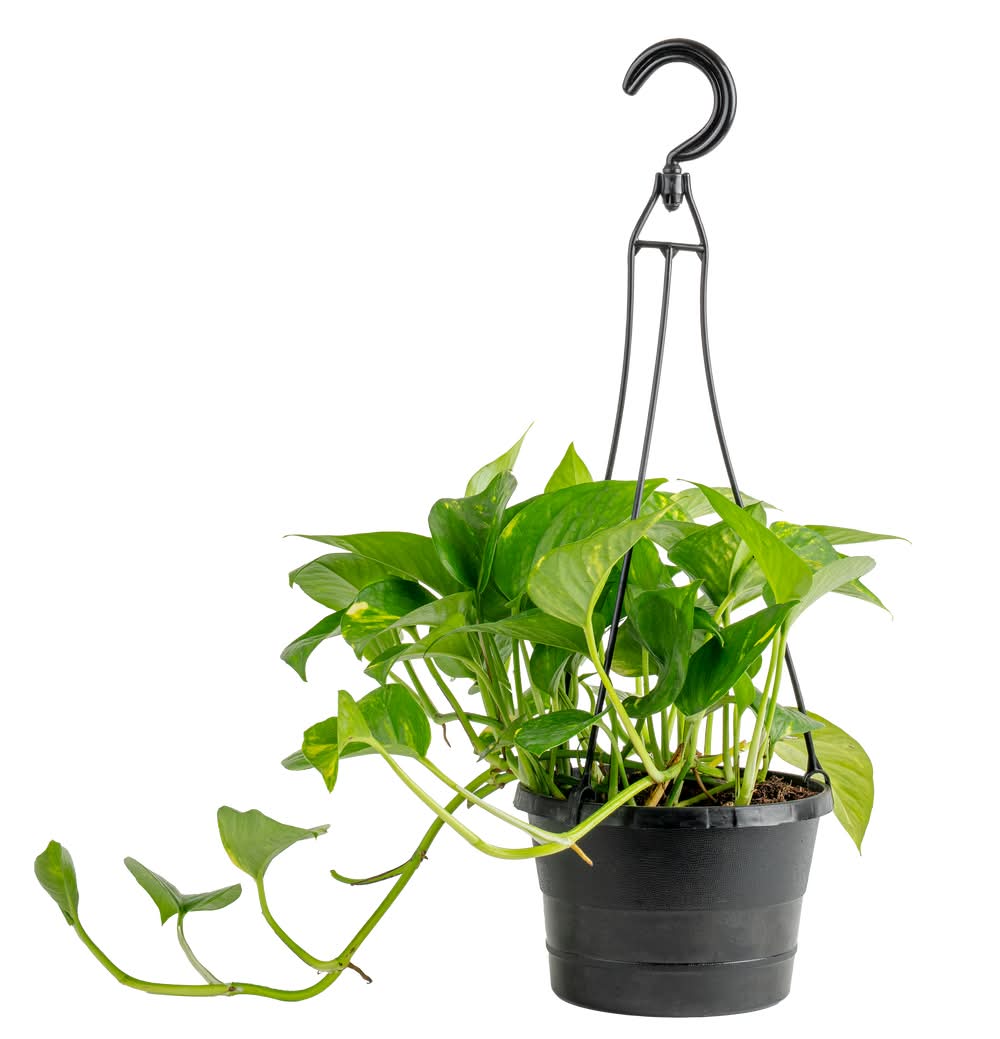 Lowe's Pothos House plant in 1.4 Quart(s) Hanging basket 1 -Pack
