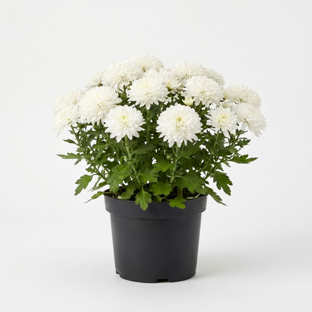 120mm Chrysanthemum - Dendranthema grandiflora