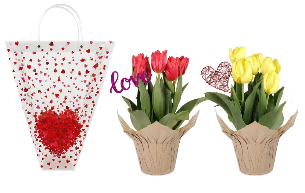 Bulbs in Gift Bag - Assorted