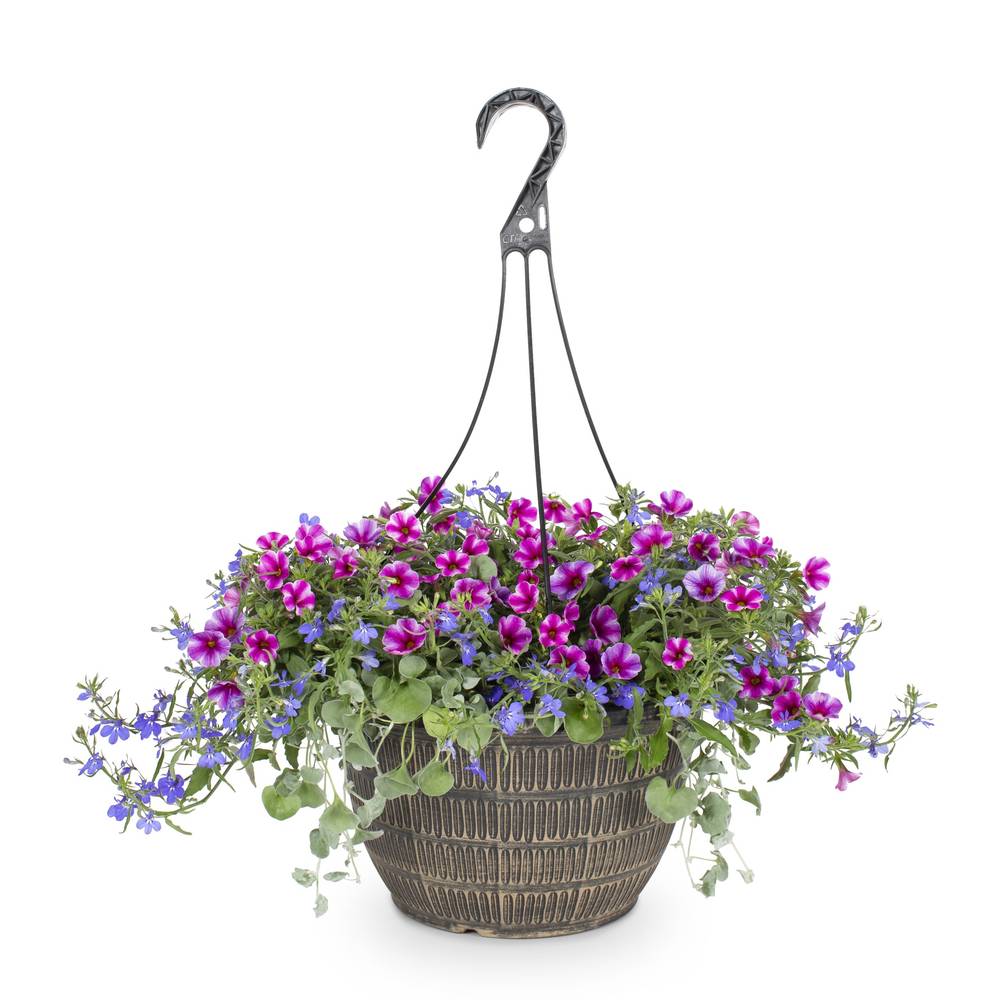 Lowe's Multicolor Mixed Annuals Combinations in 2-Gallon Hanging Basket | 824628