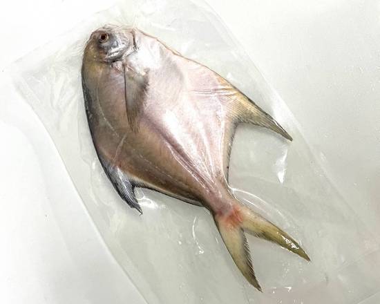 「正宗野生」空運白鯧魚_約530-560g土10g  (32號攤-鴻廚澎湖現流水產/A004-9)