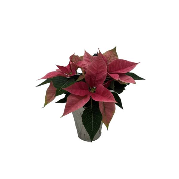 4" Red Poinsettia