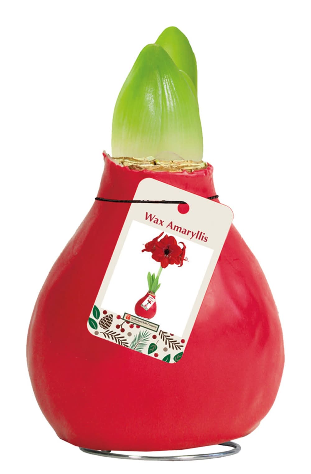 Netherland Bulb Co Wax Amaryllis Bulb