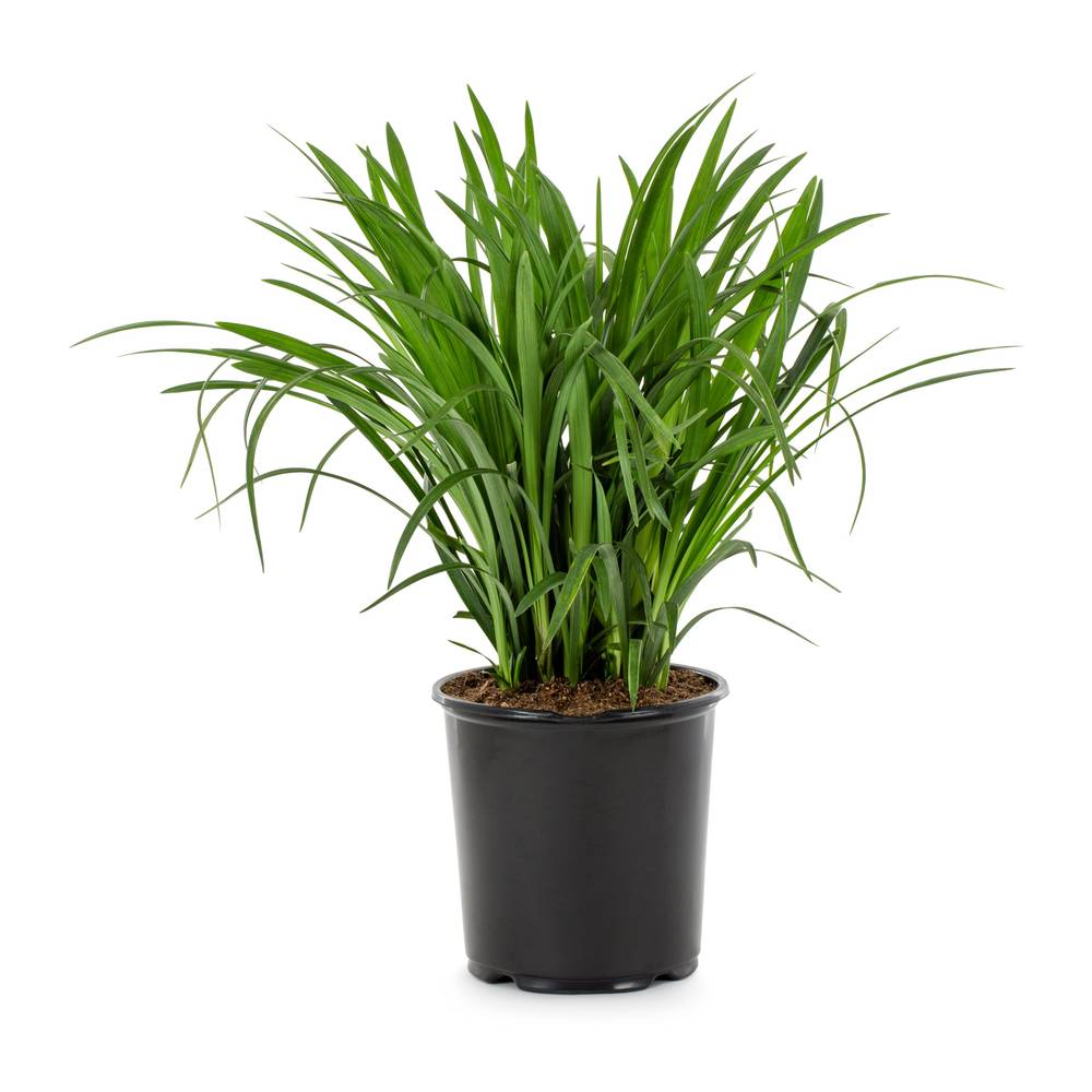 Lowe's Lavender Liriope Plant in 1-Gallon Pot | NURSERY