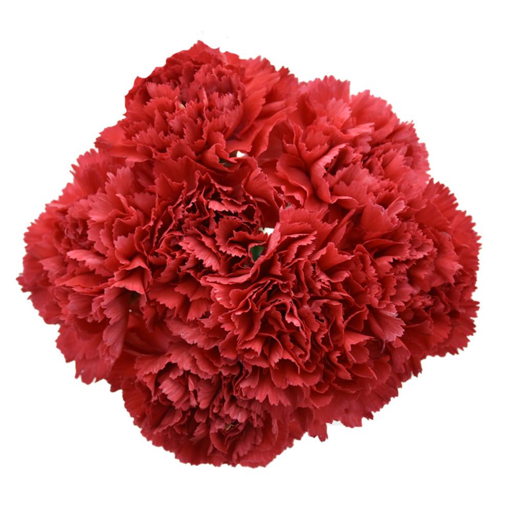 Consumer Bunch Carnation