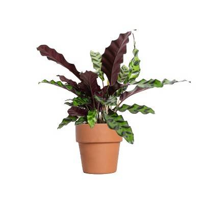 Live 4" Rattlesnake Calathea Houseplant in Petite Classic Terracotta Planter