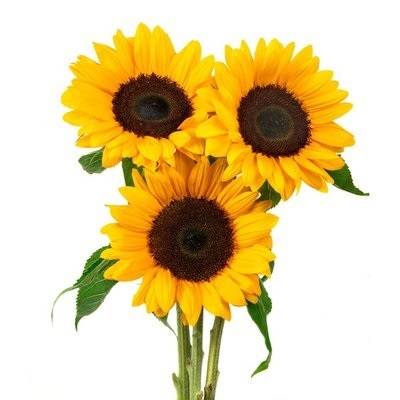 5 Stem Sunflowers