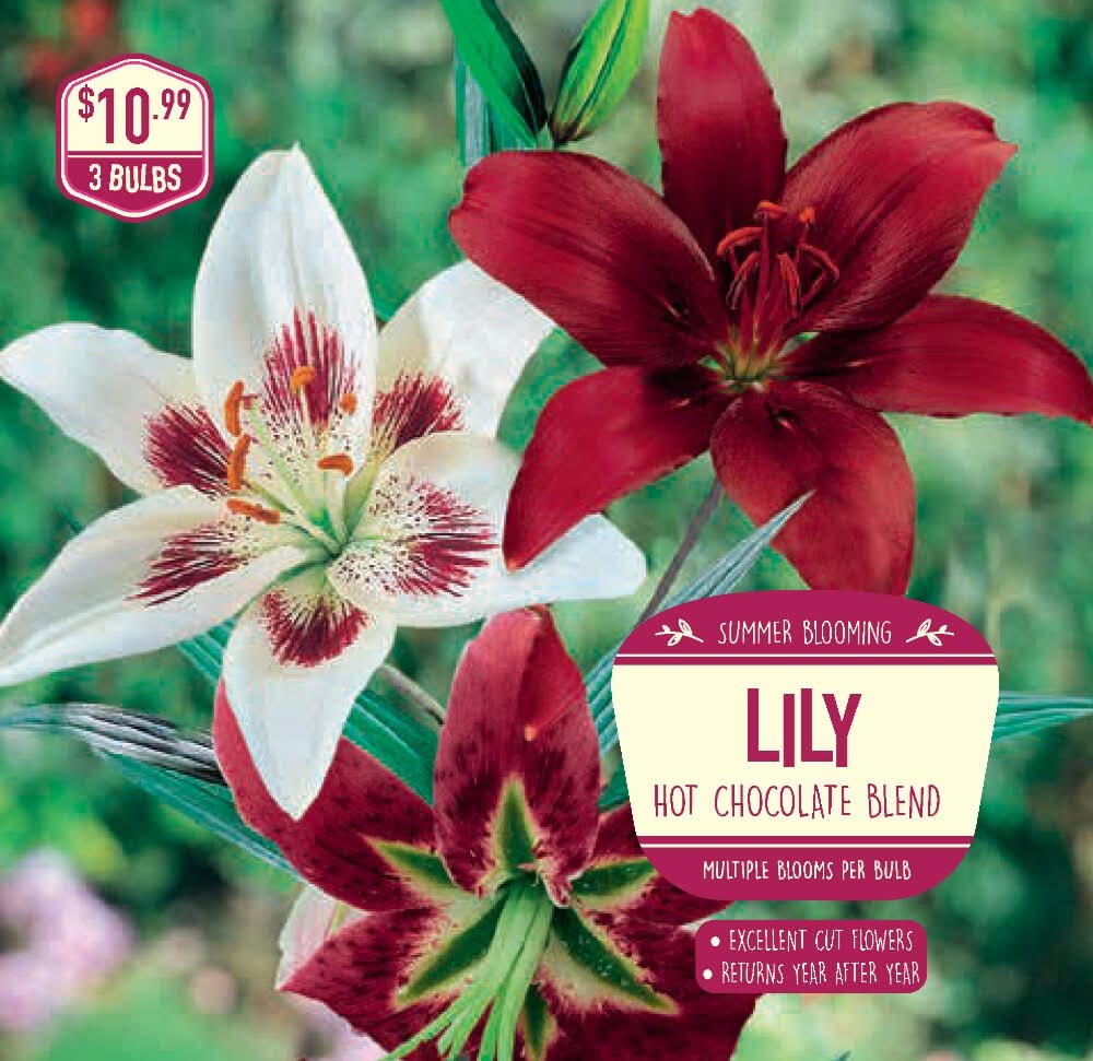 Garden State Bulb Lily Hot Chocolate Blend