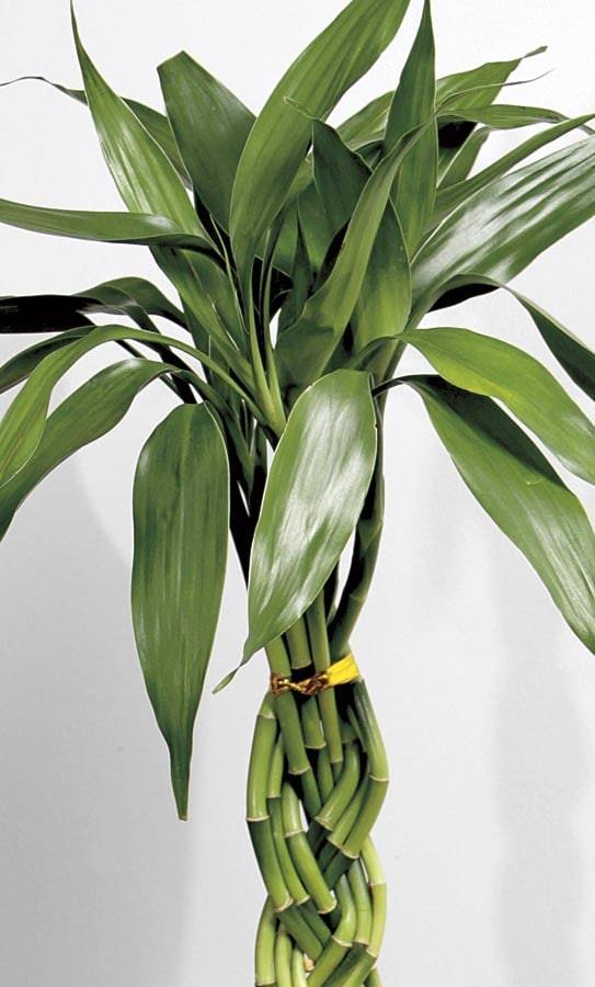 Lowe's Lucky Bamboo House Plant in 4-oz Planter | NURSERY