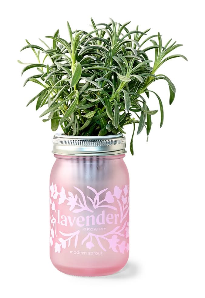 Modern Sprout® Lavender Grow Kit