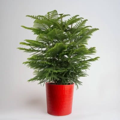 9" Norfolk Island Pine Plant