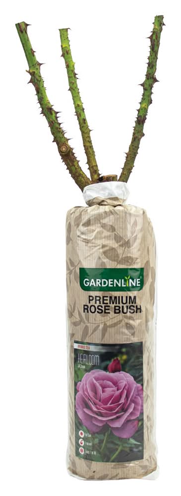 Gardenline Premium Rose Bush