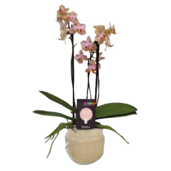 3.5'' Orchid In Mason Jar