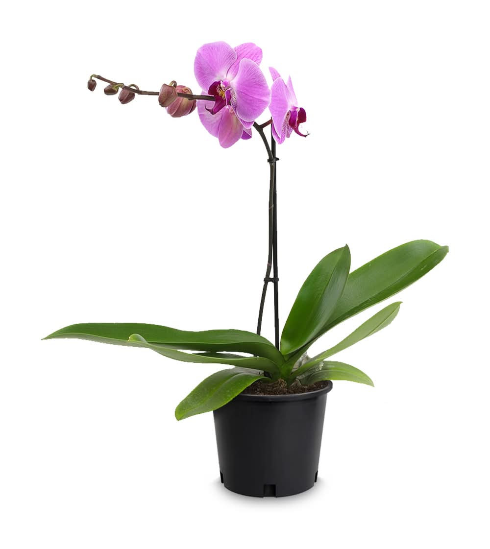 Gubler Multicolor Phalaenopsis Moth Orchid House plant in 1.5 Quart(s) Pot 1 -Pack