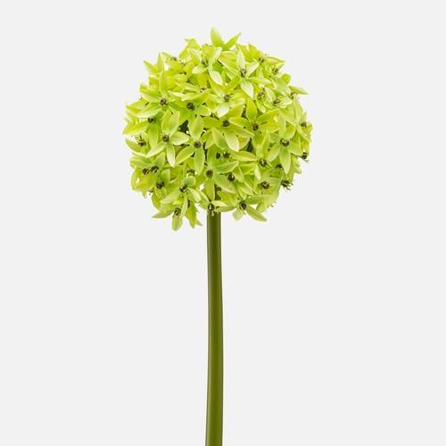 Allium Green Large Bloom Stem by Torre & Tagus