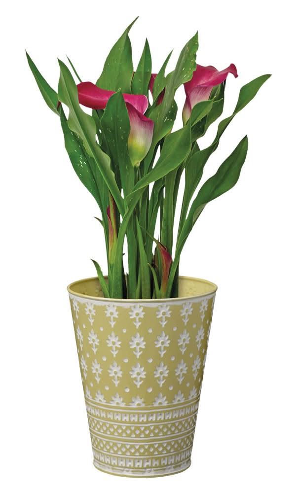 Calla Lily in Can