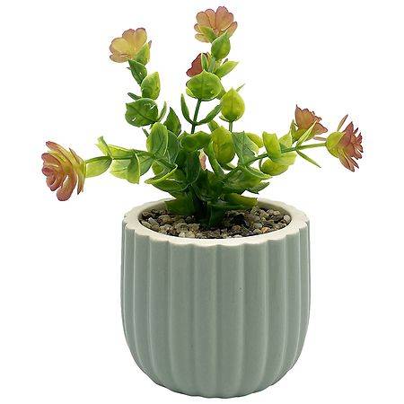 Festive Voice Waved Pot Succulent - 1.0 ea