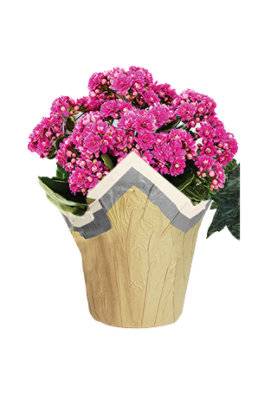 Pink Assorted Blooming 6 Inch - Each