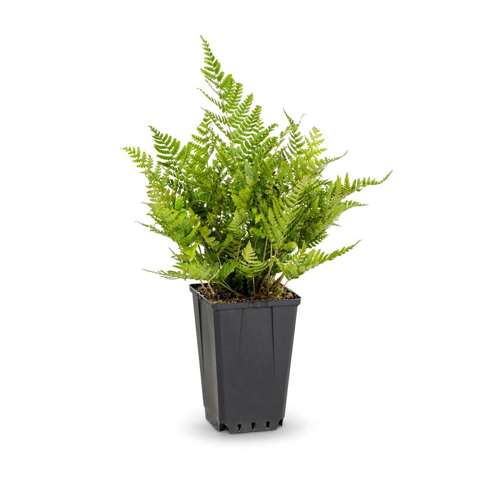 Lowe's White Fern Plant in 1-Quart Pot | 51401