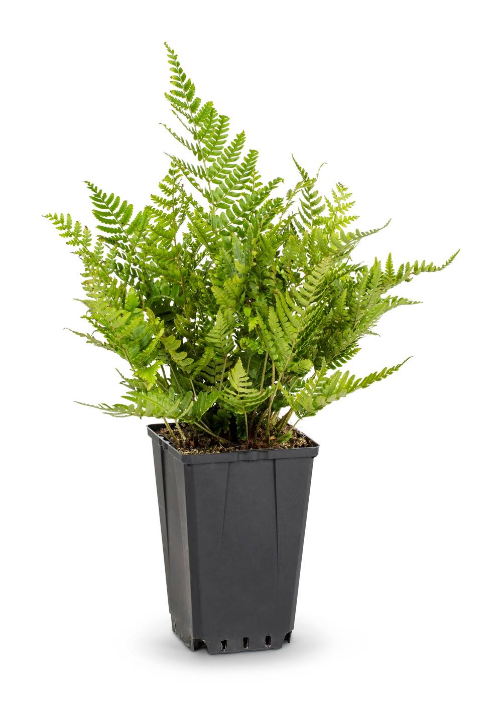 Lowe's White Fern Plant in 1 -Quart Pot | 51401