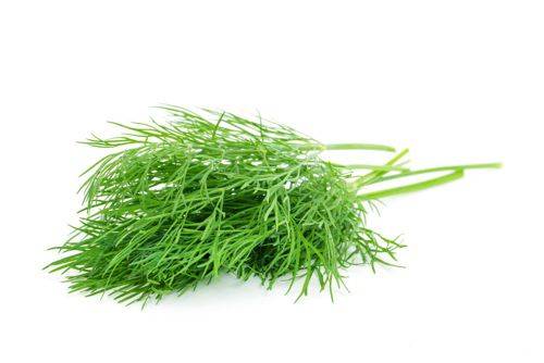 Les herbes gourmandes · Organic dill plant - Aneth biologique