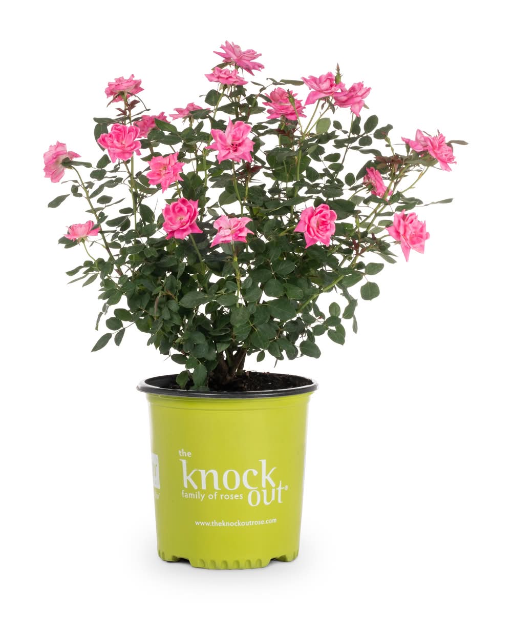 Lowe's Knockout Rose Flowering Shrub in 2 -Gallon Pot with Pink Blooms
