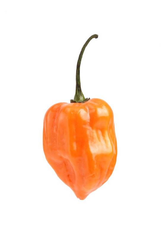 Habanero Pepper (1 ct)