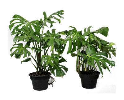 Monstera Promo 11.5 Inch - Each