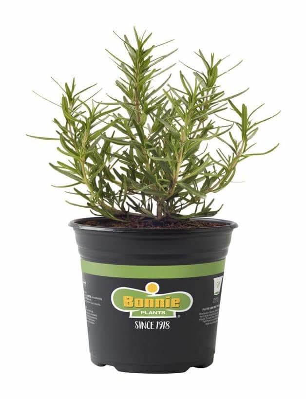 Bonnie Plants 2.32 Qt. Rosemary Herb Plant