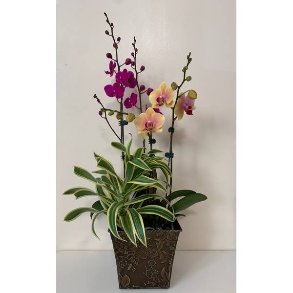 Garden Orchid, 6 Inch