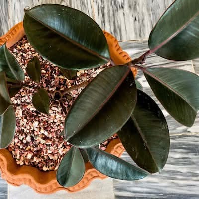 Proven Winners 17 Cm. Anastasia Ficus Plant In Sea Grass Pot | Postmates