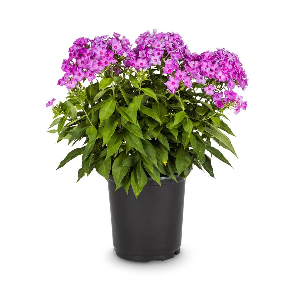 Lowe's Multicolor Garden Phlox Plant in 2.5-Quart Pot | NURSERY