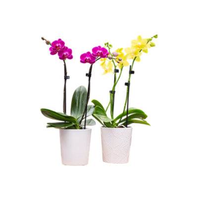 Westerlay Orchid Phal 5 Inch - Each