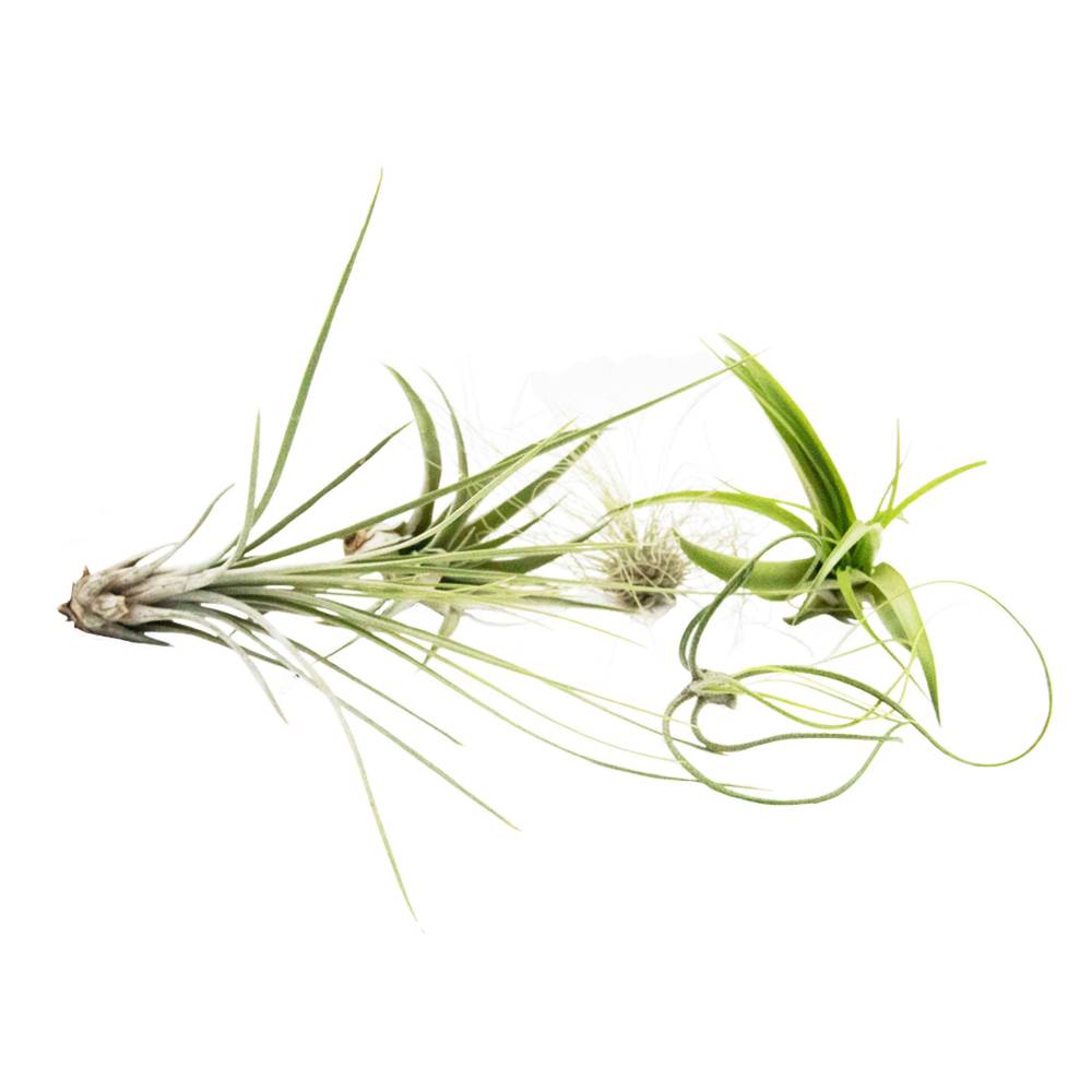 Reptifauna Tillandsia, Assorted - Not Available For Delivery