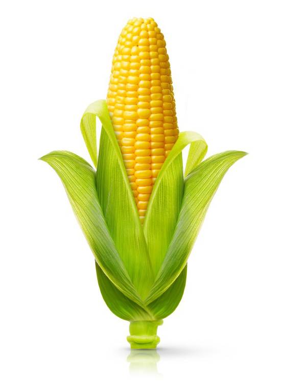 Fresh Corn (1 ct)