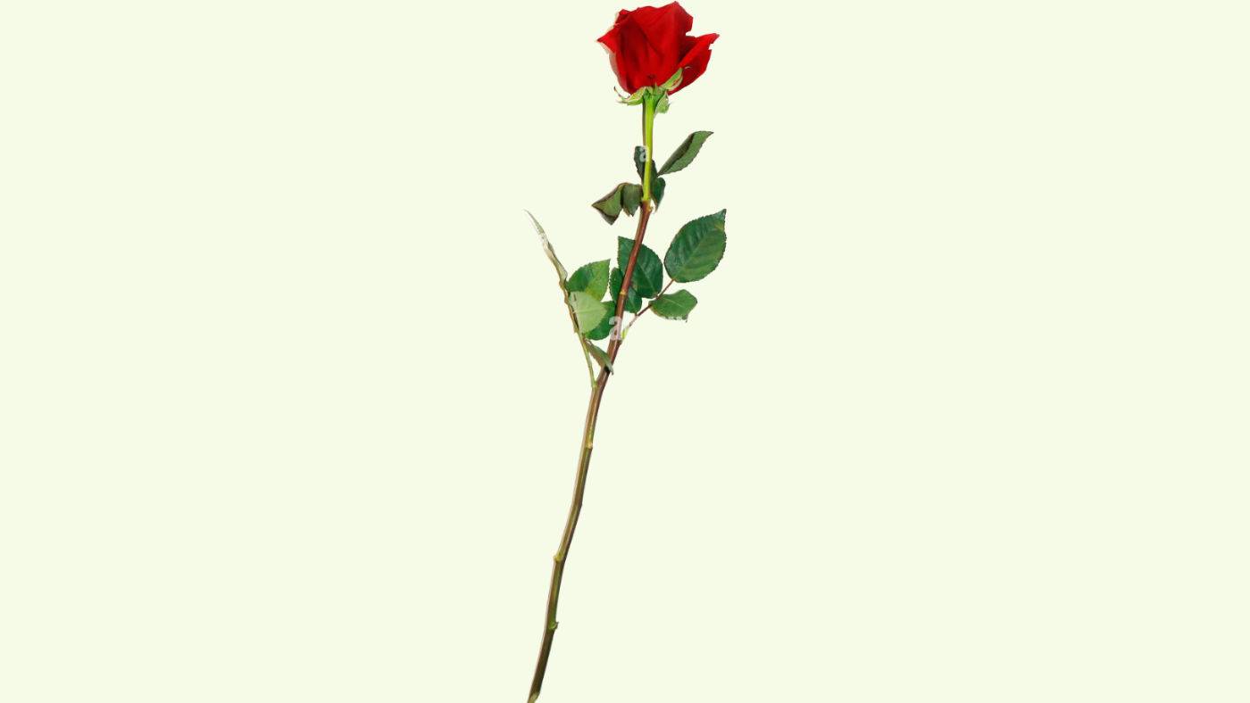 Single Long Stem Red Rose | Postmates