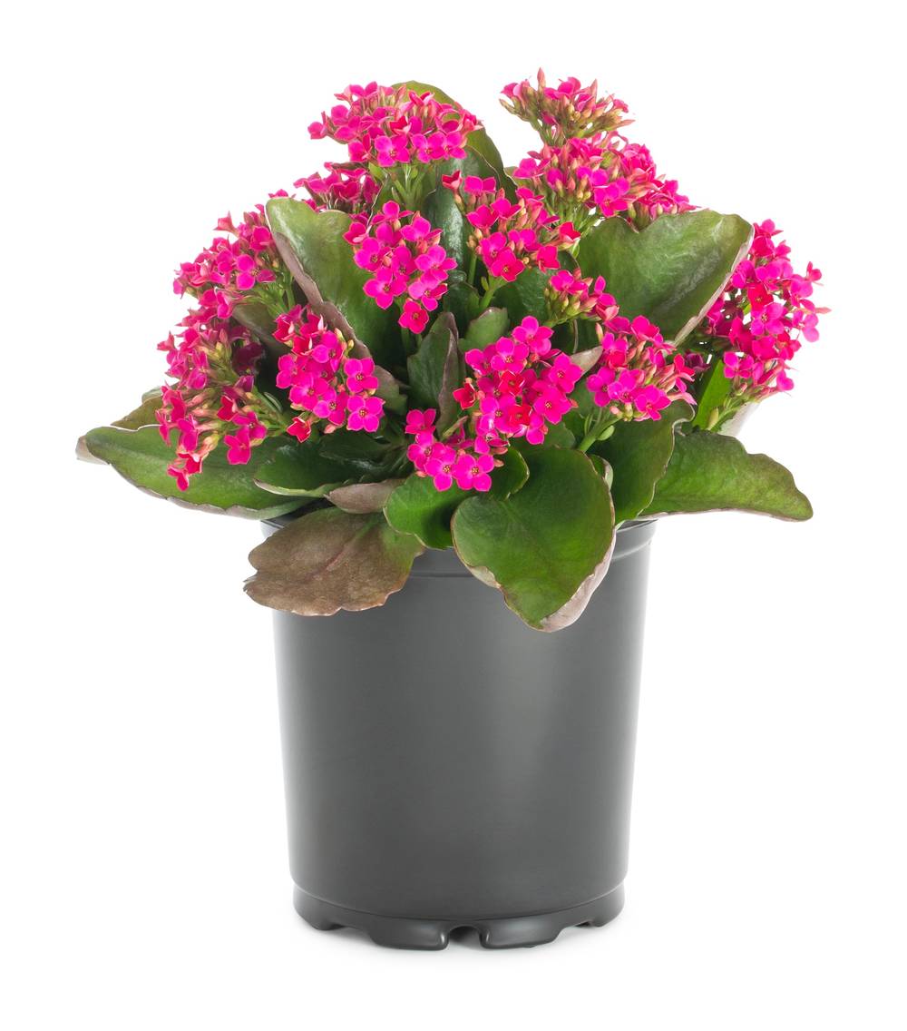 Lowe's Multicolor Kalanchoe House plant in 1.4 Quart(s) Pot 1 -Pack | NURSERY